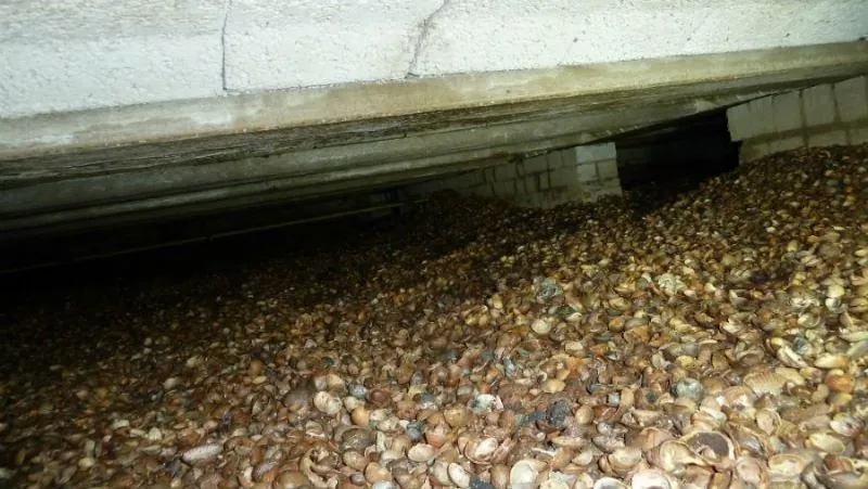 schelpen isolatie schelpen isolatie